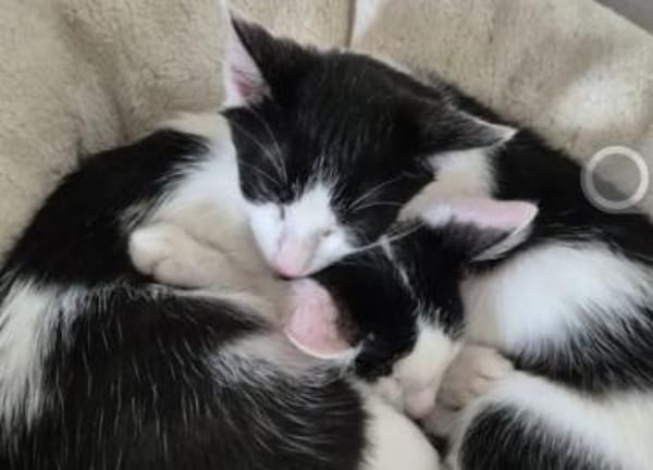 Binx & Zeus Verspieltes Kittenpärchen