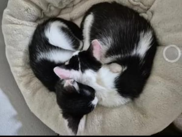 Binx & Zeus Verspieltes Kittenpärchen