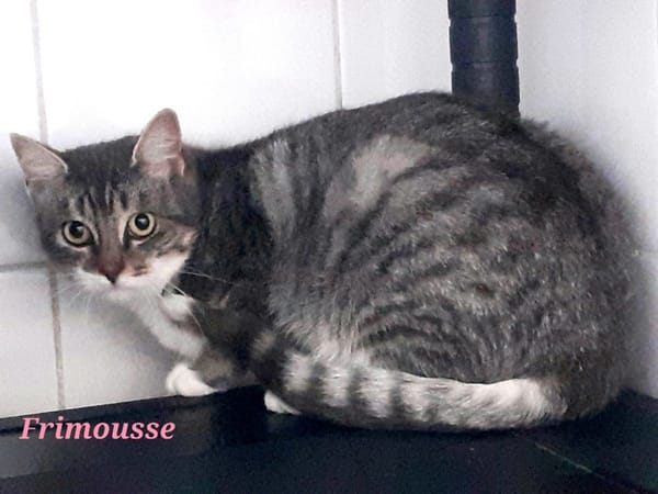 FRIMOUSSE