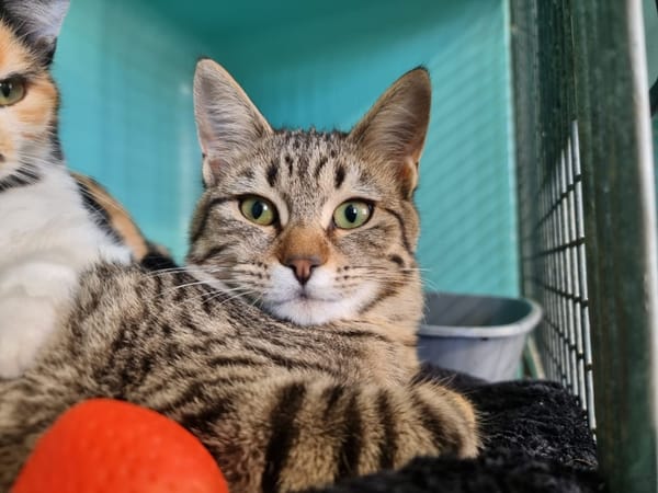 Obi (adoption en duo avec Oka)