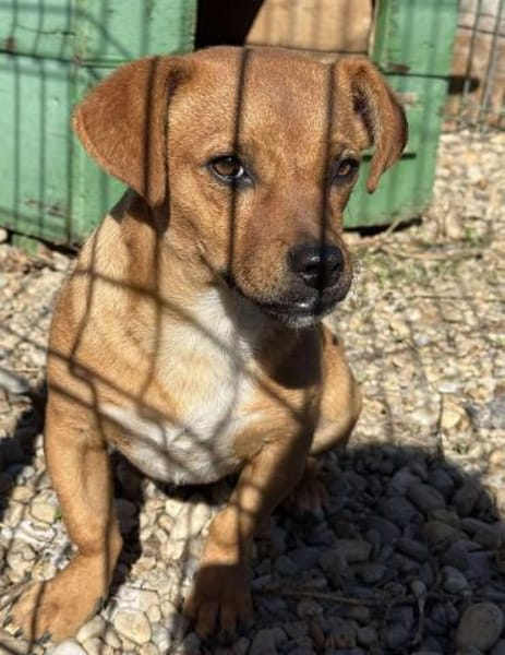 Caramelo 6 mon. 29 cm