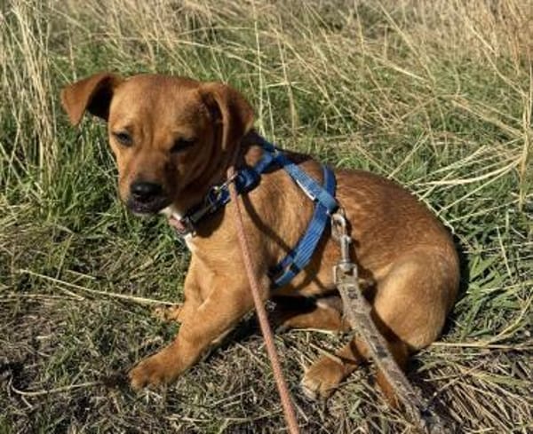 Caramelo 6 mon. 29 cm