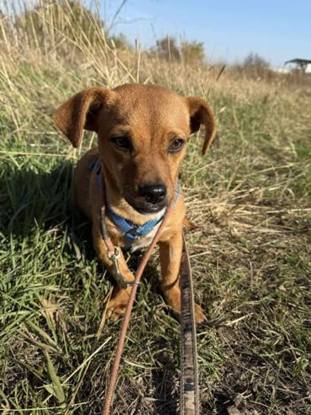 Caramelo 6 mon. 29 cm