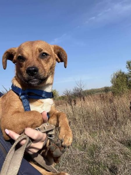 Caramelo 6 mon. 29 cm