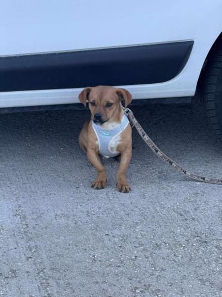 Caramelo 6 mon. 29 cm