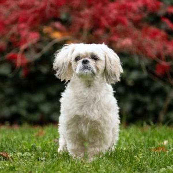 Sammy - kuschelt gerne