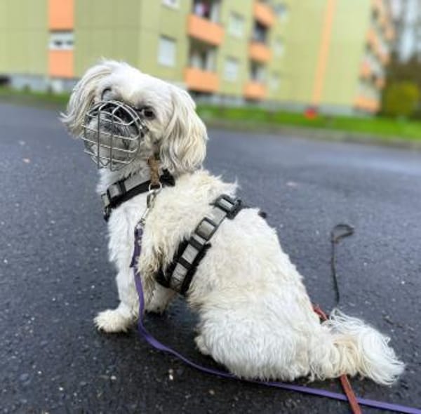 Sammy - kuschelt gerne