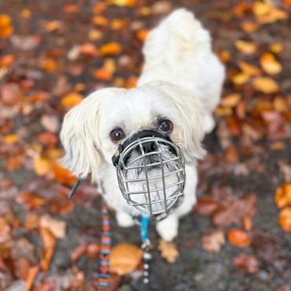 Sammy - kuschelt gerne