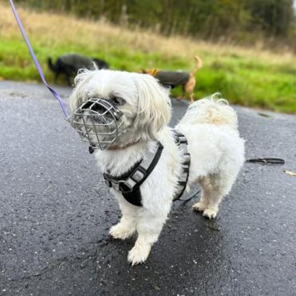 Sammy - kuschelt gerne