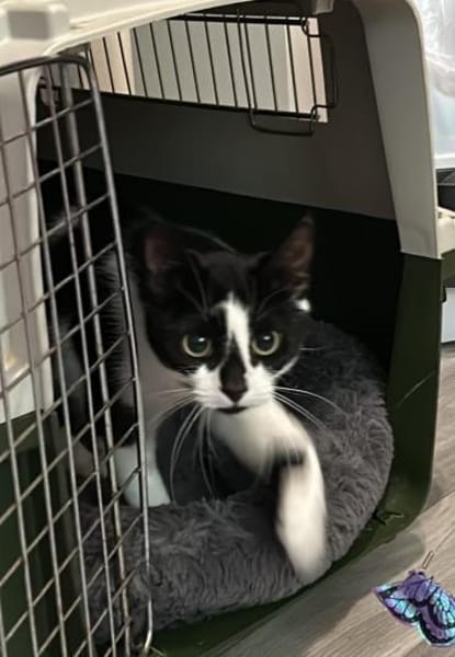 Patty sucht ein liebevolles Zuhause