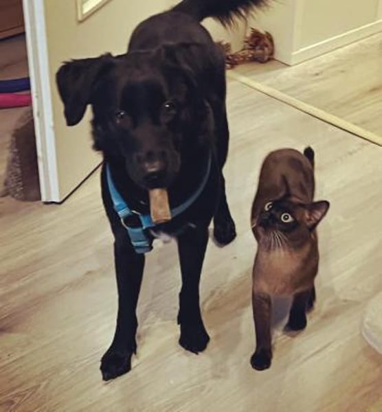 SHADOW - hundeerfahrene sportliche Leute