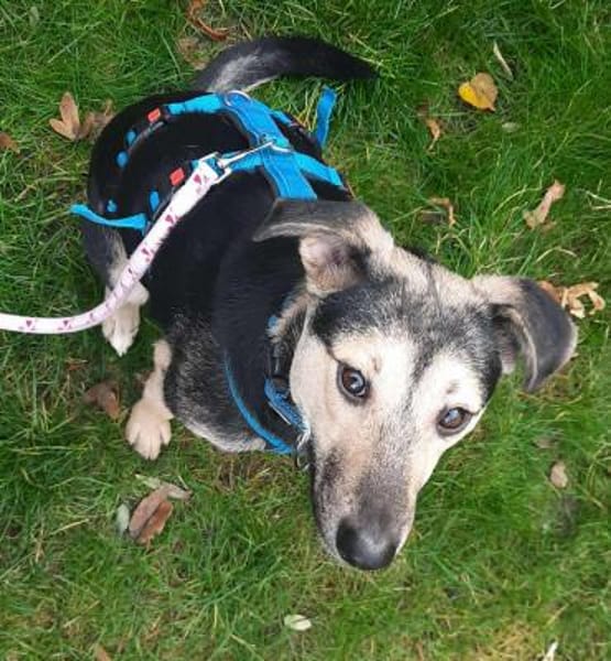 Noya ist ein zartes Seelchen 🐾