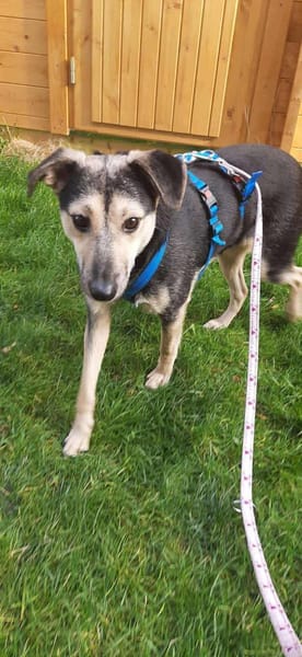 Noya ist ein zartes Seelchen 🐾