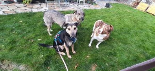 Noya ist ein zartes Seelchen 🐾