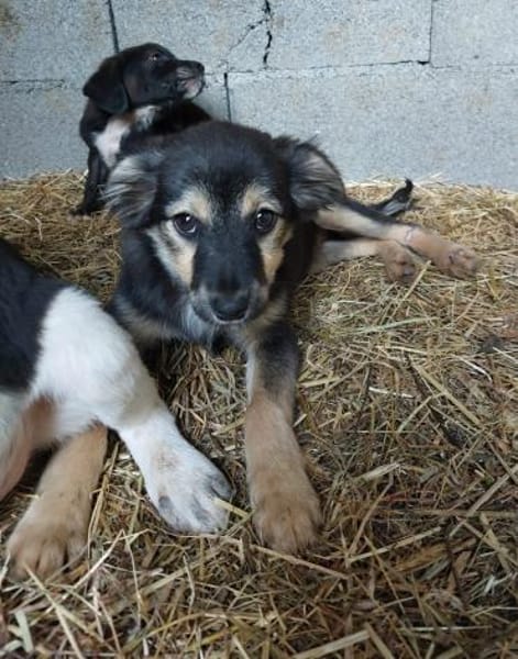 💕Stella💕 sucht ihr großes Glück ❤🐾