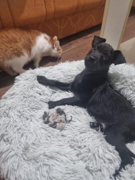 💕Lulu💕sucht ihre Menschen 🐾💖