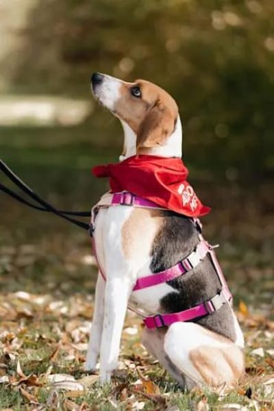 NICOLETTA - auf Pflegestelle in Bayern