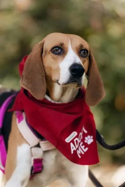 NICOLETTA - auf Pflegestelle in Bayern