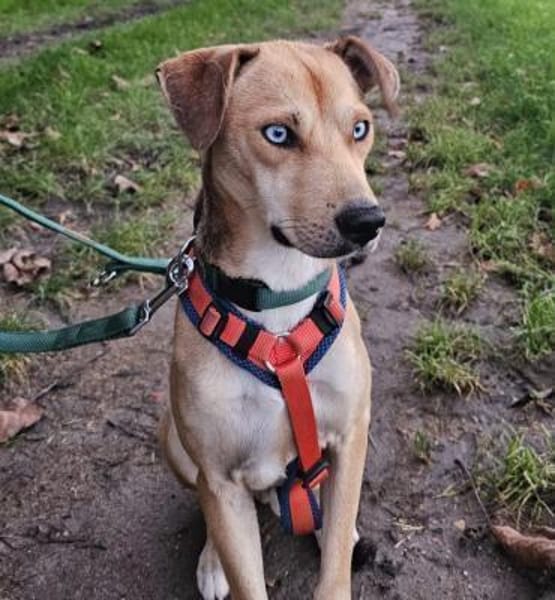 Simon - Sanfter Rüde auf PS in Hessen