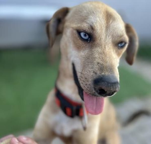 Simon - Sanfter Rüde auf PS in Hessen