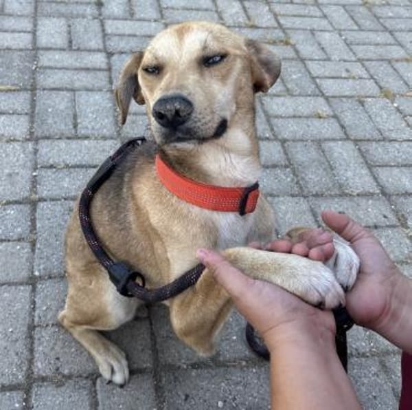 Simon - Sanfter Rüde auf PS in Hessen