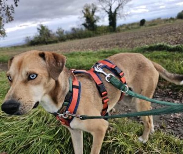 Simon - Sanfter Rüde auf PS in Hessen