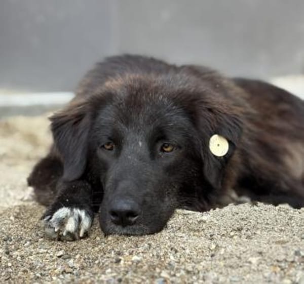Pina - Tolle Junghündin auf PS in Hessen