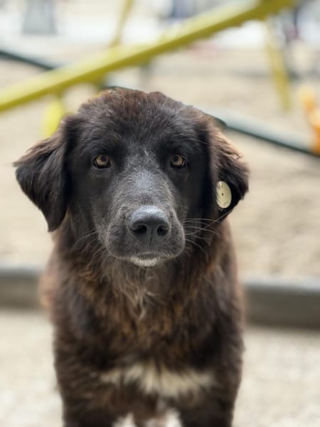 Pina - Tolle Junghündin auf PS in Hessen