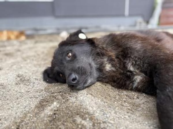 Pina - Tolle Junghündin auf PS in Hessen