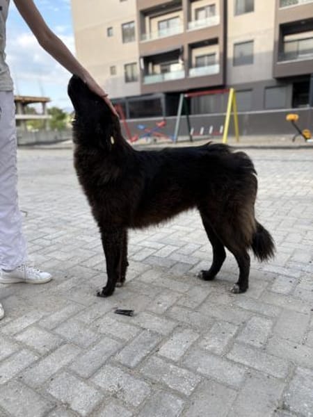 Pina - Tolle Junghündin auf PS in Hessen