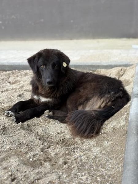 Pina - Tolle Junghündin auf PS in Hessen