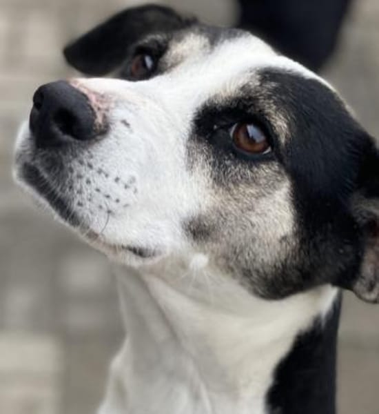 Frodo - Verschmuster Rüde auf PS in BW