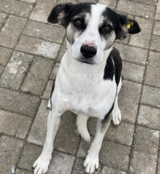 Frodo - Verschmuster Rüde auf PS in BW