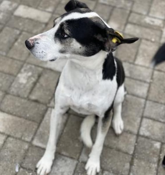 Frodo - Verschmuster Rüde auf PS in BW