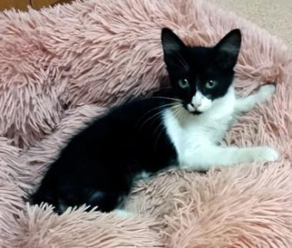 Junges, offenes Katzenmädchen Carmelita