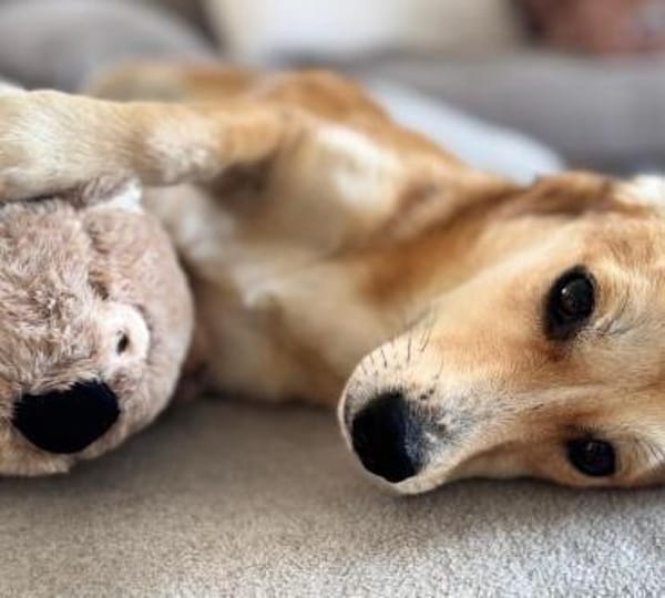 Zina - Zarte Junghündin auf PS