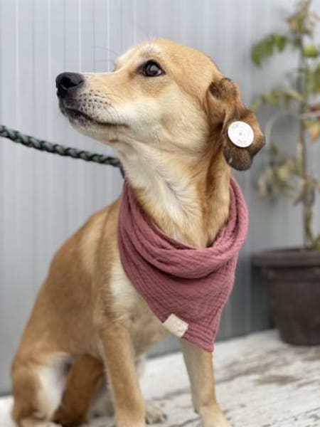 Zina - Zarte Junghündin auf PS