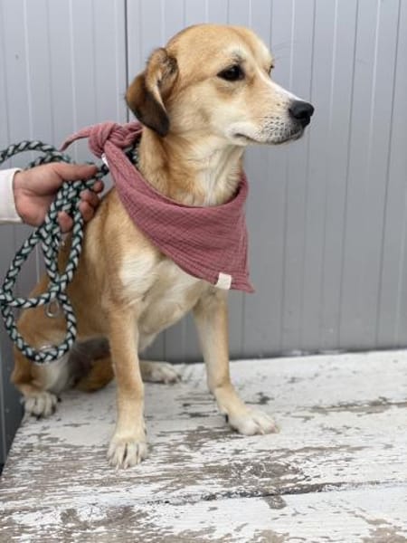 Zina - Zarte Junghündin auf PS