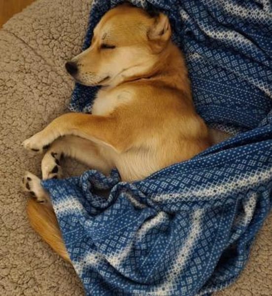 Zina - Zarte Junghündin auf PS