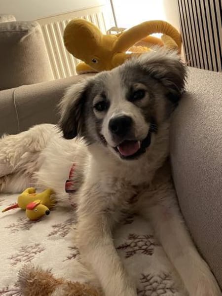 Willow - Zurückhaltender Rüde auf PS