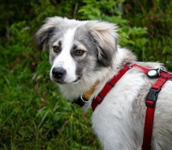 Willow - Zurückhaltender Rüde auf PS