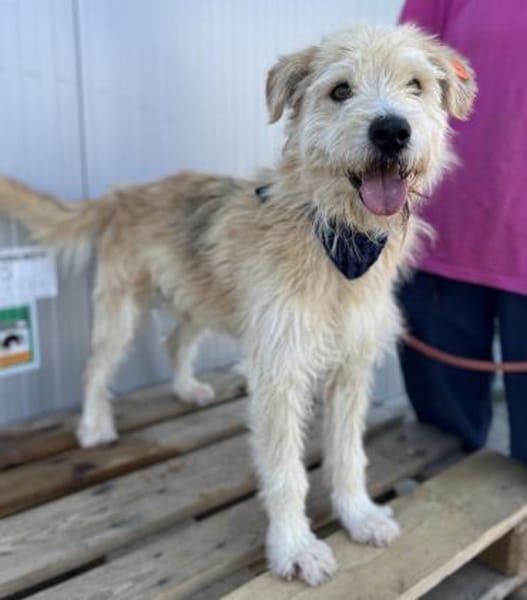 Oggy - Toller, verschmuster Rüde auf PS