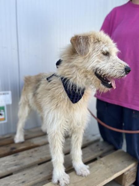 Oggy - Toller, verschmuster Rüde auf PS