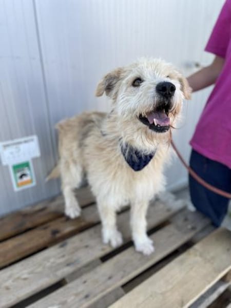 Oggy - Toller, verschmuster Rüde auf PS