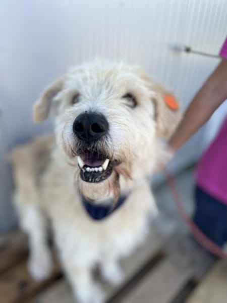 Oggy - Toller, verschmuster Rüde auf PS