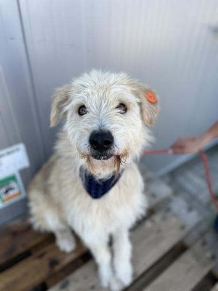 Oggy - Toller, verschmuster Rüde auf PS