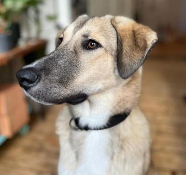 Miles - Junger, lieber Rüde auf PS