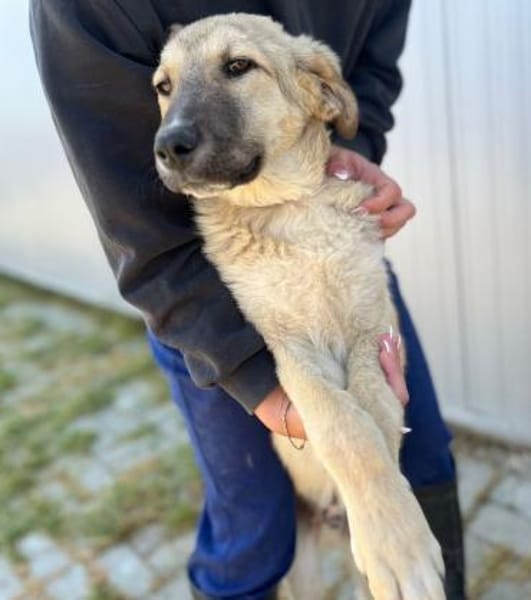 Miles - Junger, lieber Rüde auf PS