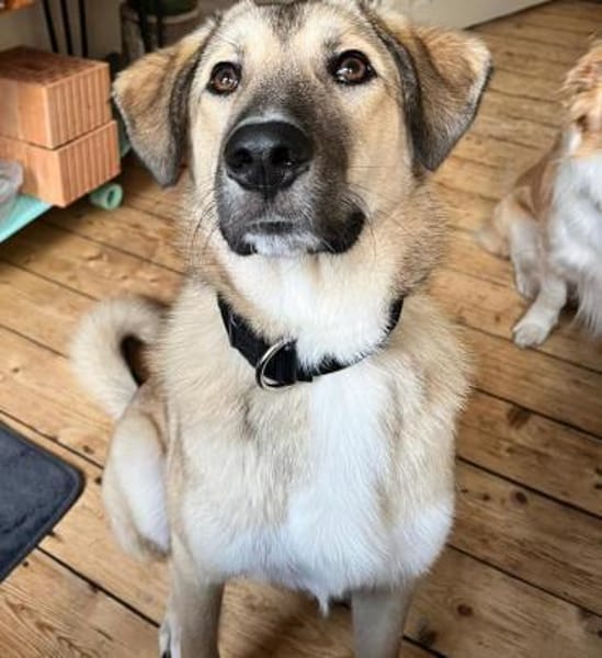 Miles - Junger, lieber Rüde auf PS