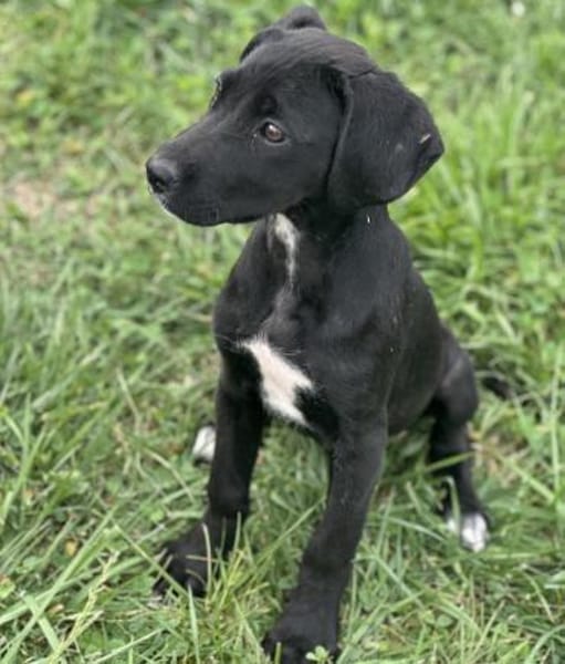 Mica - Welpenmädchen auf PS in NRW